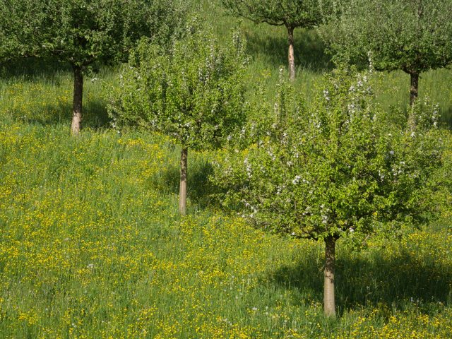 Préparer et atténuer les allergies saisonnières
