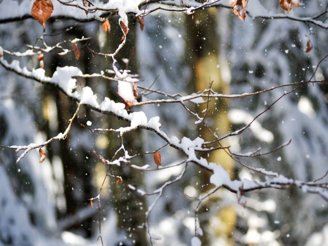 Préparer votre corps aux allergies hivernales